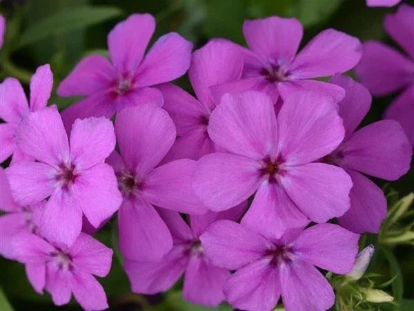 Gisele Purple Phlox Seeds - 100+ Count, Perennial, Vibrant Purple Flowers, Phlox paniculata, Garden Planting, Easy to Grow