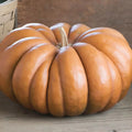 Fairytale Pumpkin Seeds - Organic Heirloom Cucurbita pepo for Cooking & Decoration - Non-GMO, Full Sun, Vining Variety