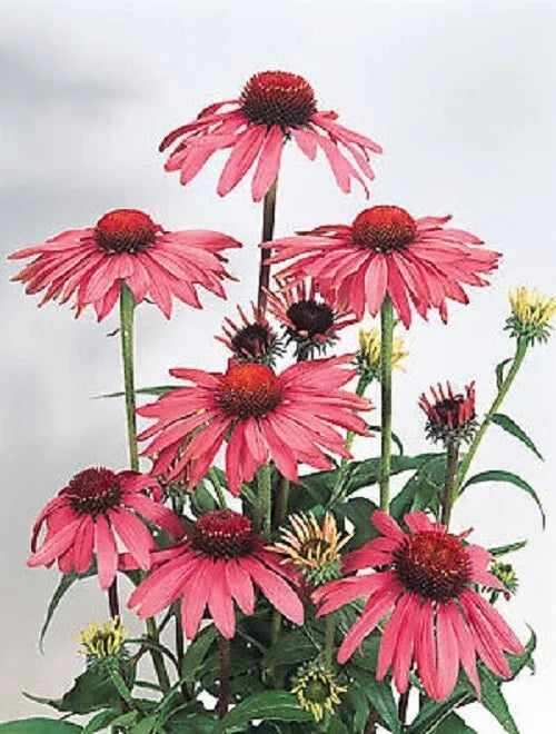 Deep Rose Coneflower Seeds - 50 Pack Echinacea purpurea Perennial Flower Seeds for Garden Borders and Pollinator Attraction