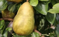 Gorham Pear Seeds - 25+ Pack for Garden Planting - Pyrus communis 'Gorham' - USA Grown, Easy to Grow, Free Shipping