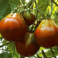 Black Truffle Tomato Seeds - Indeterminate Pear-Shaped Fruit - Solanum lycopersicum - Organic, Non-GMO, Full Sun, Pack of 100+