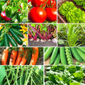 Vegetable Seeds Mix - 10 Varieties Non-GMO Heirloom Garden Seeds for 2025 Planting