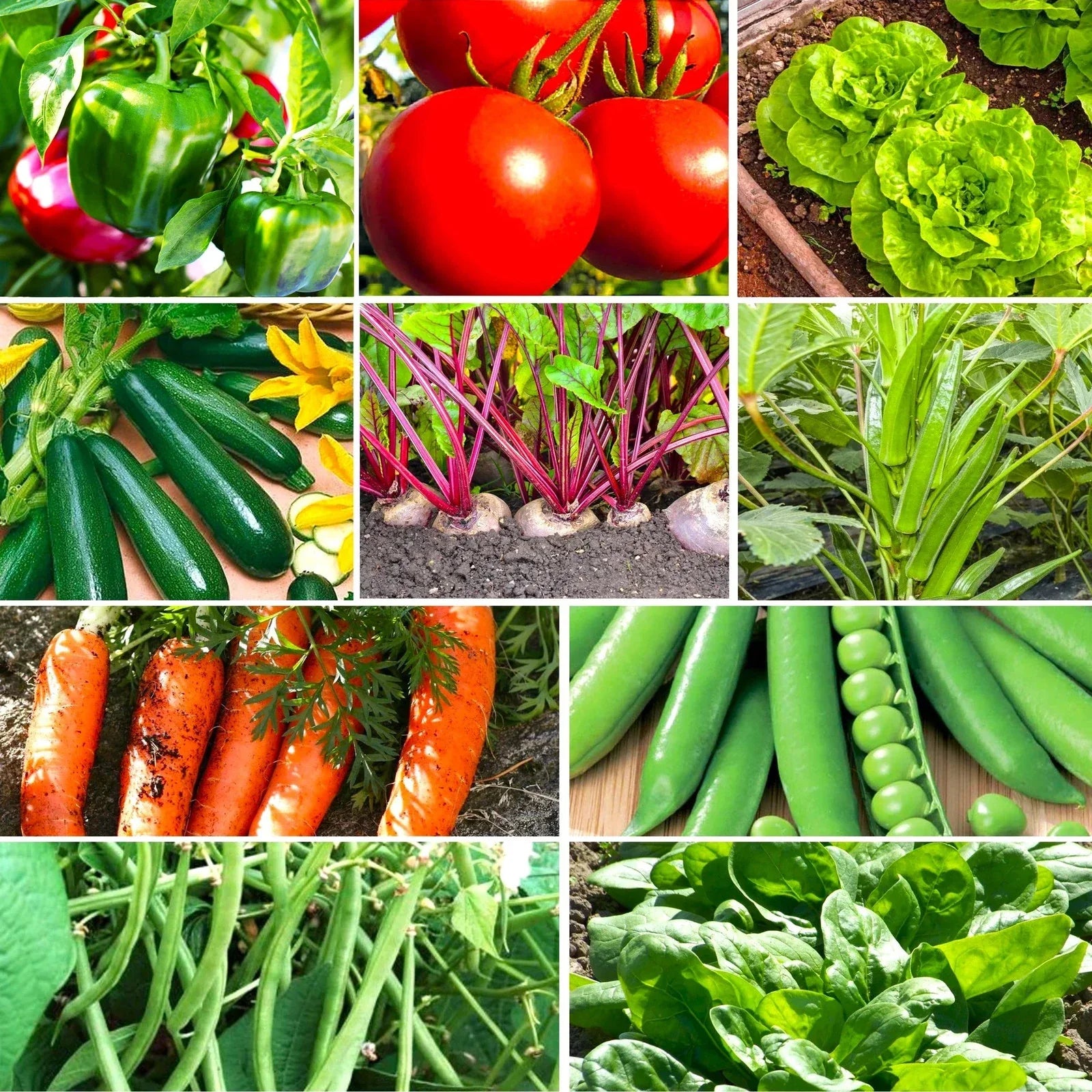 Vegetable Seeds Mix - 10 Varieties Non-GMO Heirloom Garden Seeds for 2025 Planting