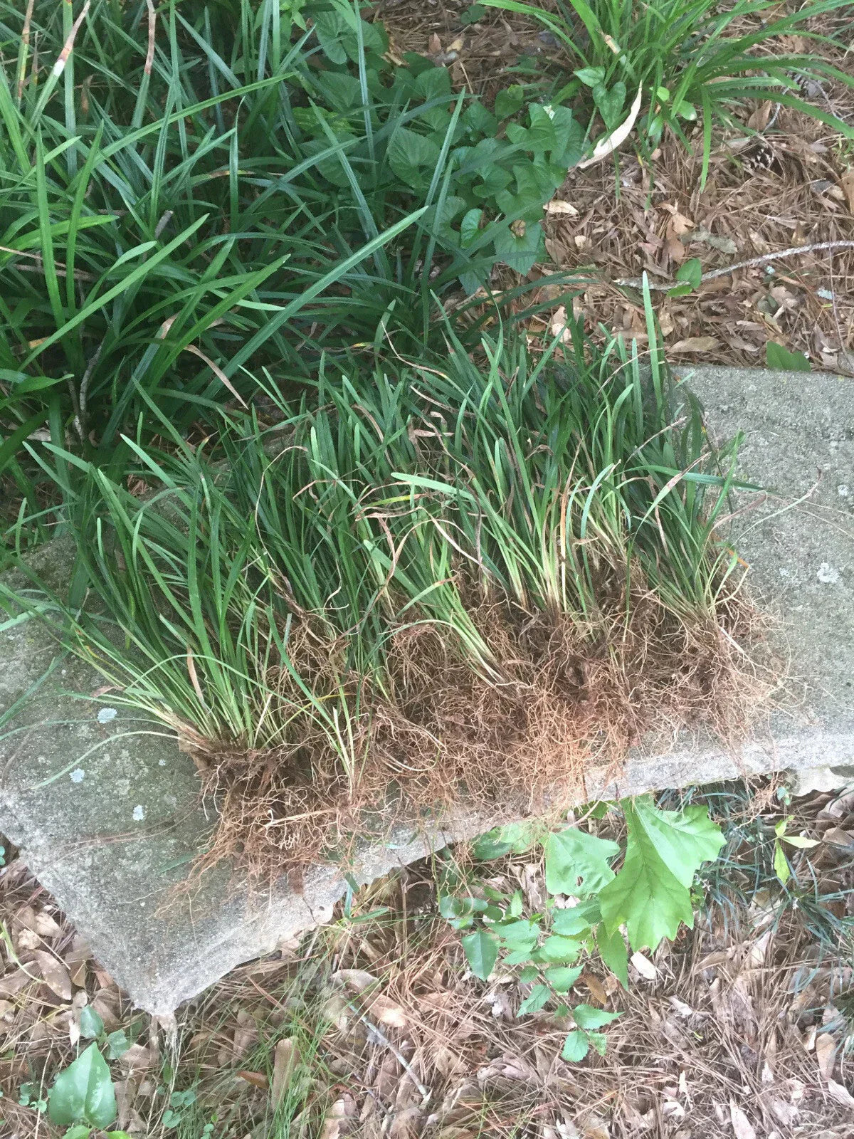 50 Bare Root Monkey Grass Plants - Evergreen Liriope muscari for Borders