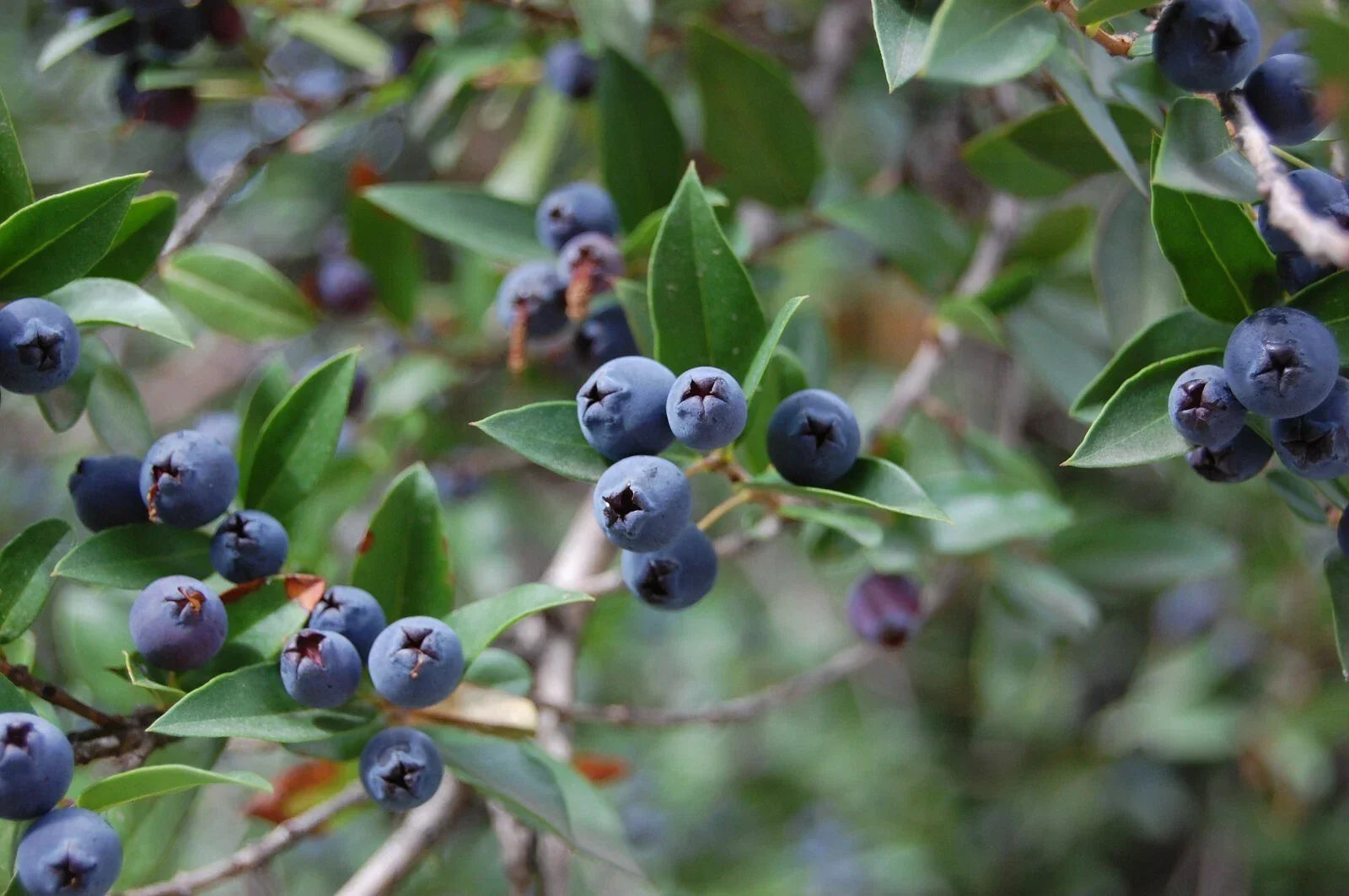 True Blue Sweet Myrtle Seeds - 30 Count, Myrtus communis L., Aromatic Shrub for Gardens & Landscaping
