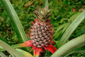 Wild Pineapple Seeds - Bromelia Pinguin Tropical Fruit Planting Pack of 10 Seeds