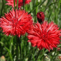 Cornflower Seeds Tall Red, Heirloom Non-GMO Centaurea cyanus, 400 Seeds for Sun/Shade, Bright Red Blooms