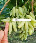 Seedless Grape Vine Cuttings - Asia Variety - 5 Rooting/Grafting Cuttings - Vitis vinifera