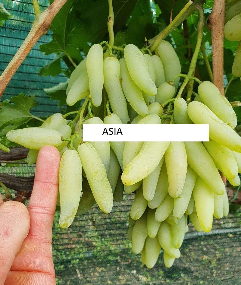 Seedless Grape Vine Cuttings - Asia Variety - 5 Rooting/Grafting Cuttings - Vitis vinifera
