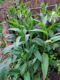 Semi-Dry Comfrey Leaves for Salves, Herbs, Creams, Baths – Symphytum officinale, 2024 Harvest