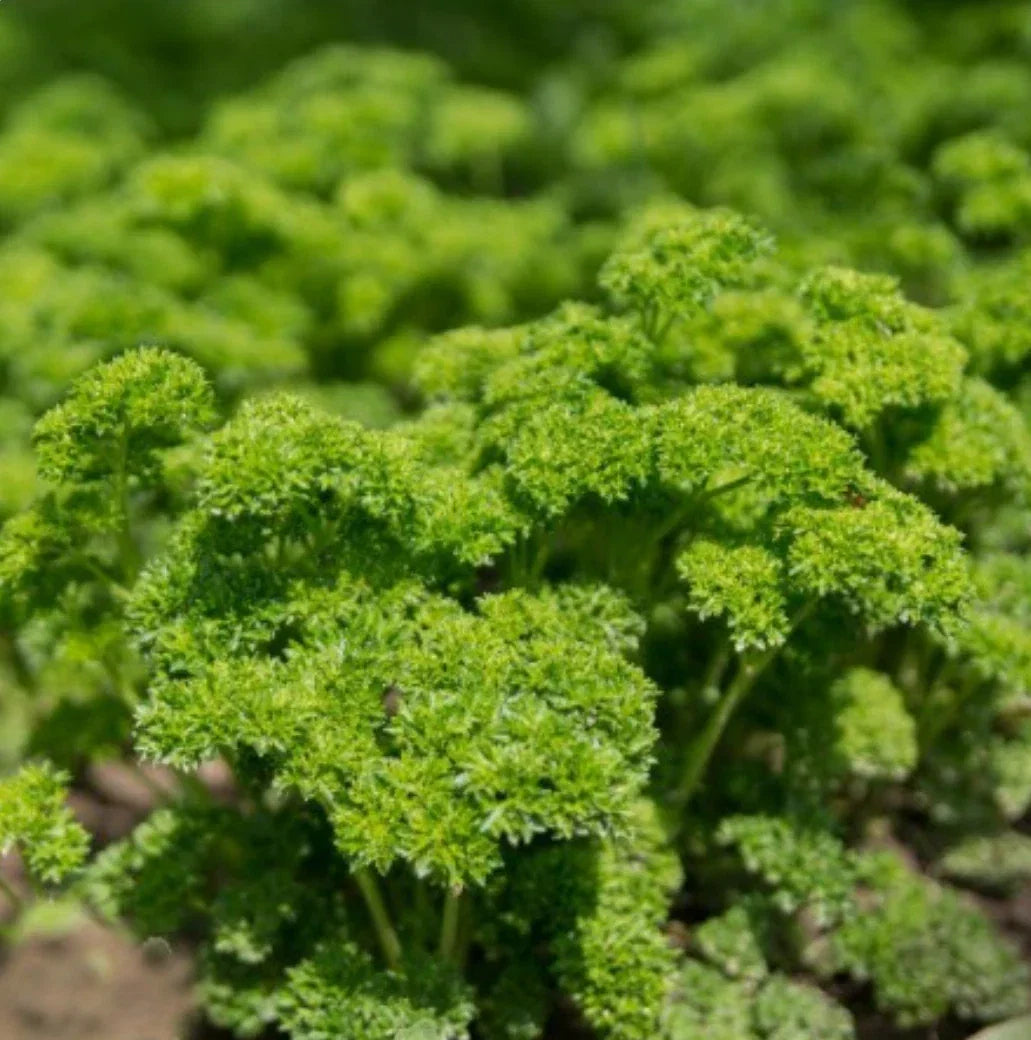Moss Curled Parsley Seeds - Non-GMO, 1000+ Seeds, Petroselinum crispum, Herb Garden, Culinary Garnishing, Easy to Grow