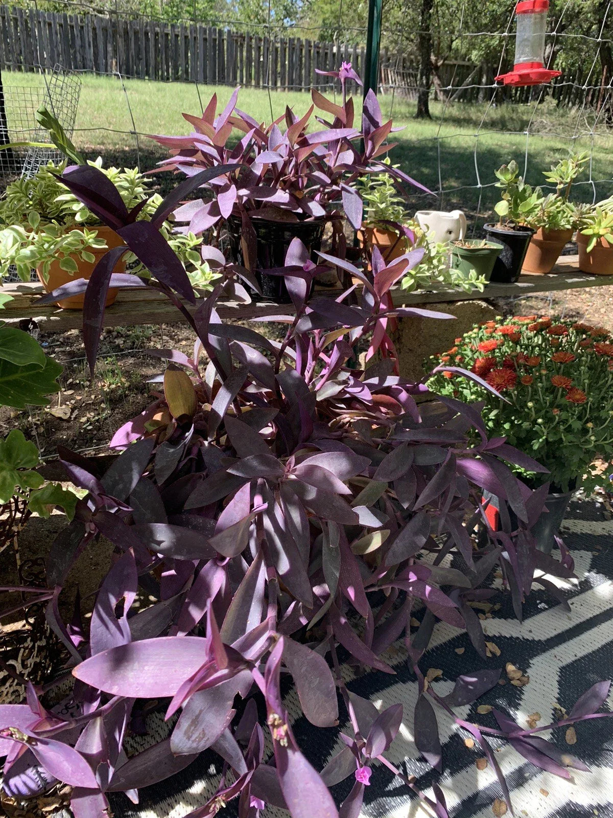 Purple Heart Wandering Jew Cuttings - Live Propagation Plant for Indoor Decor, Tradescantia Pallida Purpurea, 5+ Cuttings