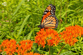 Milkweed Seeds 100 Pack - Asclepias Tuberosa Orange Butterfly Weed Native Pollinator Plant