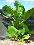 Elephant Ear Taro Plant Starter - Borneo Giant Alocasia Macrorrhiza Rooted Tropical Foliage Decor