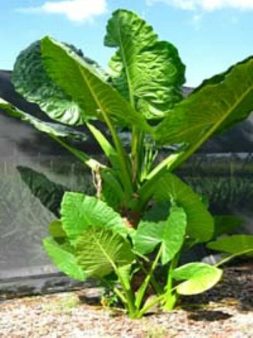Elephant Ear Taro Plant Starter - Borneo Giant Alocasia Macrorrhiza Rooted Tropical Foliage Decor
