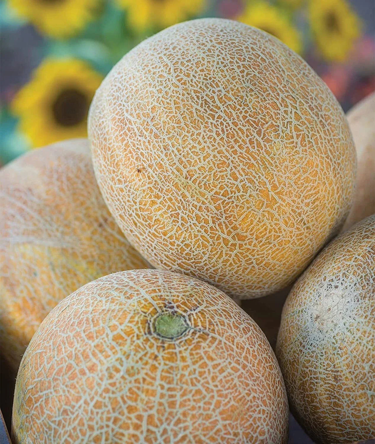 Ambrosia Cantaloupe Melon Seeds - Sweet, Juicy Fruit for Home Gardening - Cucumis melo, 10 Seeds
