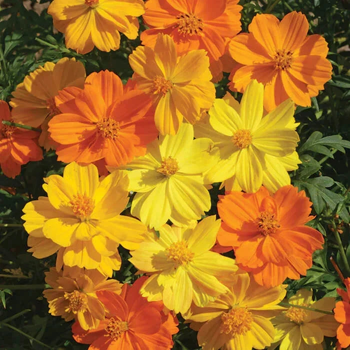 Bright Lights Cosmos Seeds - Non-GMO Flower Seeds for Garden, Cosmos bipinnatus, Vibrant Annuals for Pollinator Gardens