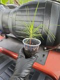 Slash Pine Tree Live Plant - 3 Gallon Pot - Fast Growing Shade Tree - Pinus elliottii - Florida Garden Suitable