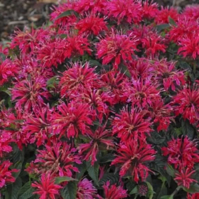 Cherry Pops Bee Balm Seeds - Monarda didyma, Hummingbird & Pollinator Attracting, Vibrant Cherry Red Flowers, Perennial Seed Pack