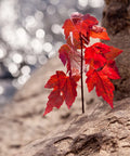 Red Maple Live Tree Starter Plant - Acer Rubrum, 4+ Inches, Vibrant Red Foliage, Hardy Landscape Tree
