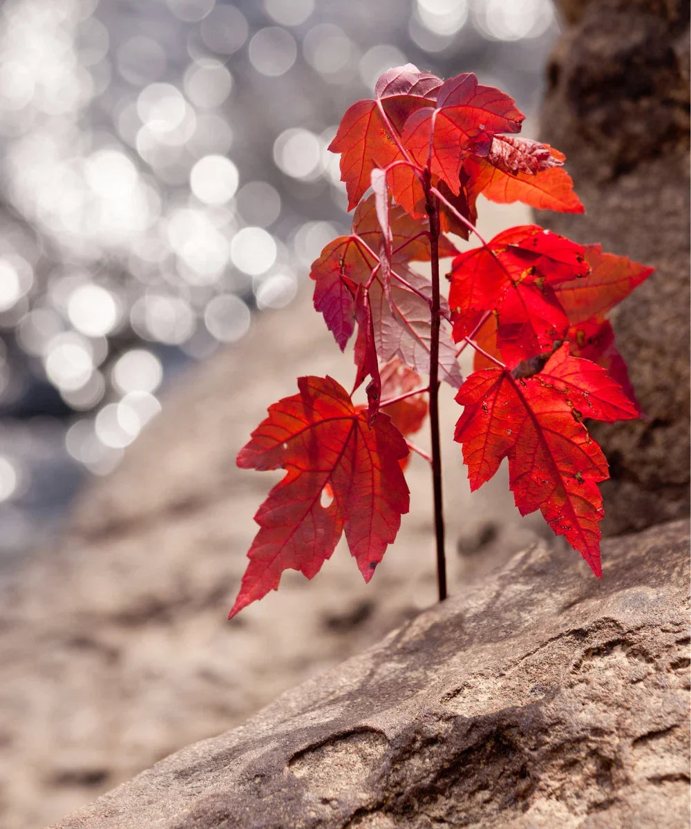 Red Maple Live Tree Starter Plant - Acer Rubrum, 4+ Inches, Vibrant Red Foliage, Hardy Landscape Tree
