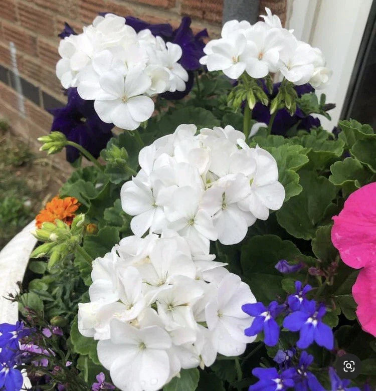Snow White Zonal Geranium Cuttings - Pelargonium 'Hint of Pink' - 8 Rooting Plants