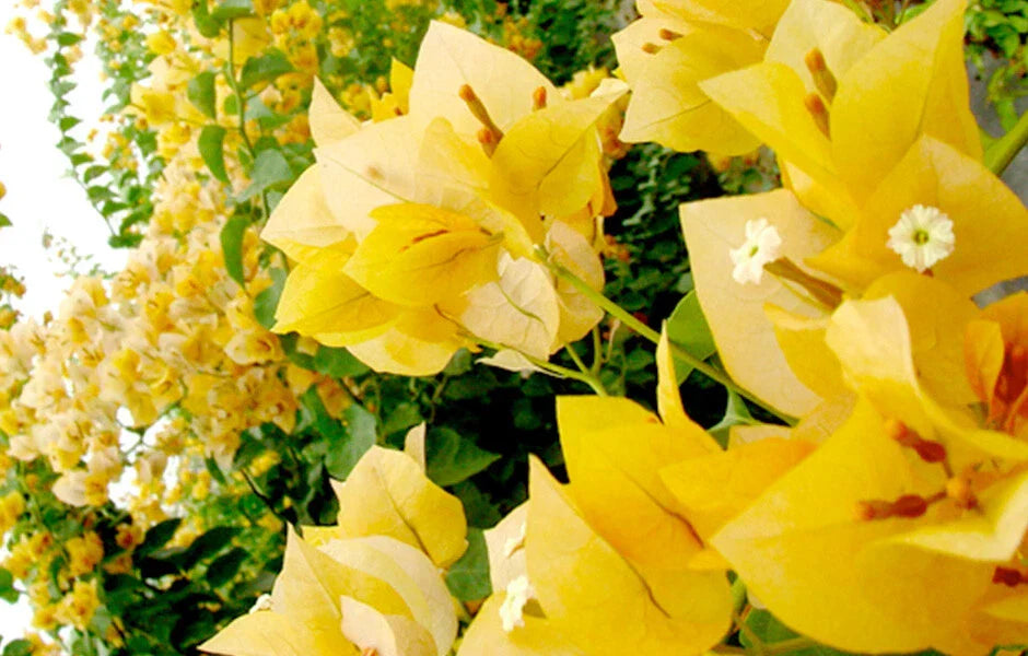 Bougainvillea Starter Plant - Gold Variety - Live Well Rooted Bougainvillea glabra for Garden, Patio, or Container