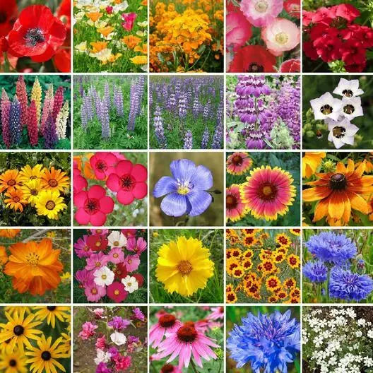 Wildflower Seed Mix 1000 Seeds Southwest Native Perennials Non-GMO Pollinator-Friendly Eco-Friendly
