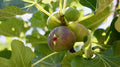 Alma Fig Seeds - 100+ Ficus carica Organic Non-GMO Garden Planting for Home & Container Gardening