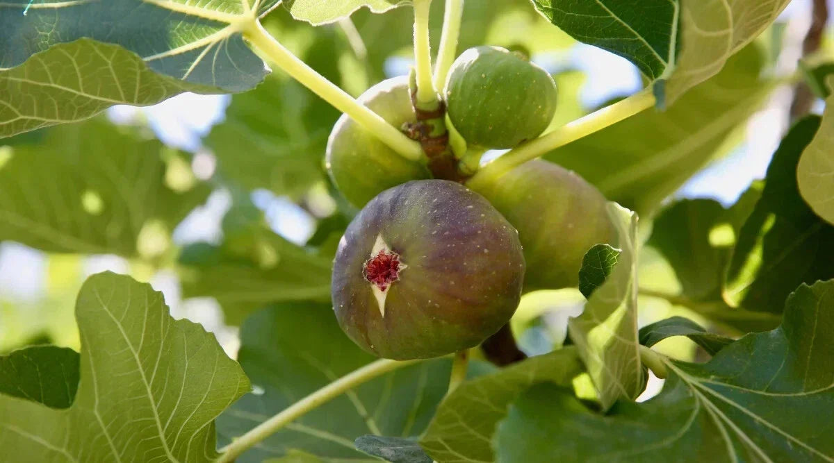 Alma Fig Seeds - 100+ Ficus carica Organic Non-GMO Garden Planting for Home & Container Gardening