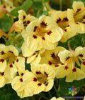 Troika Cream Nasturtium Seeds - Tropaeolum majus, 50+ Pack for Garden, Container & Border Planting