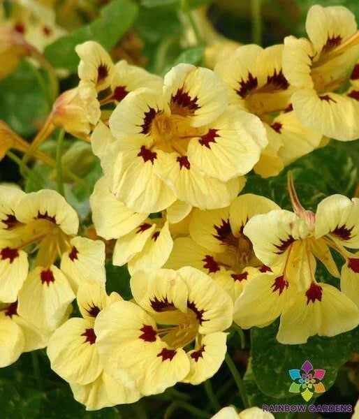 Troika Cream Nasturtium Seeds - Tropaeolum majus, 50+ Pack for Garden, Container & Border Planting