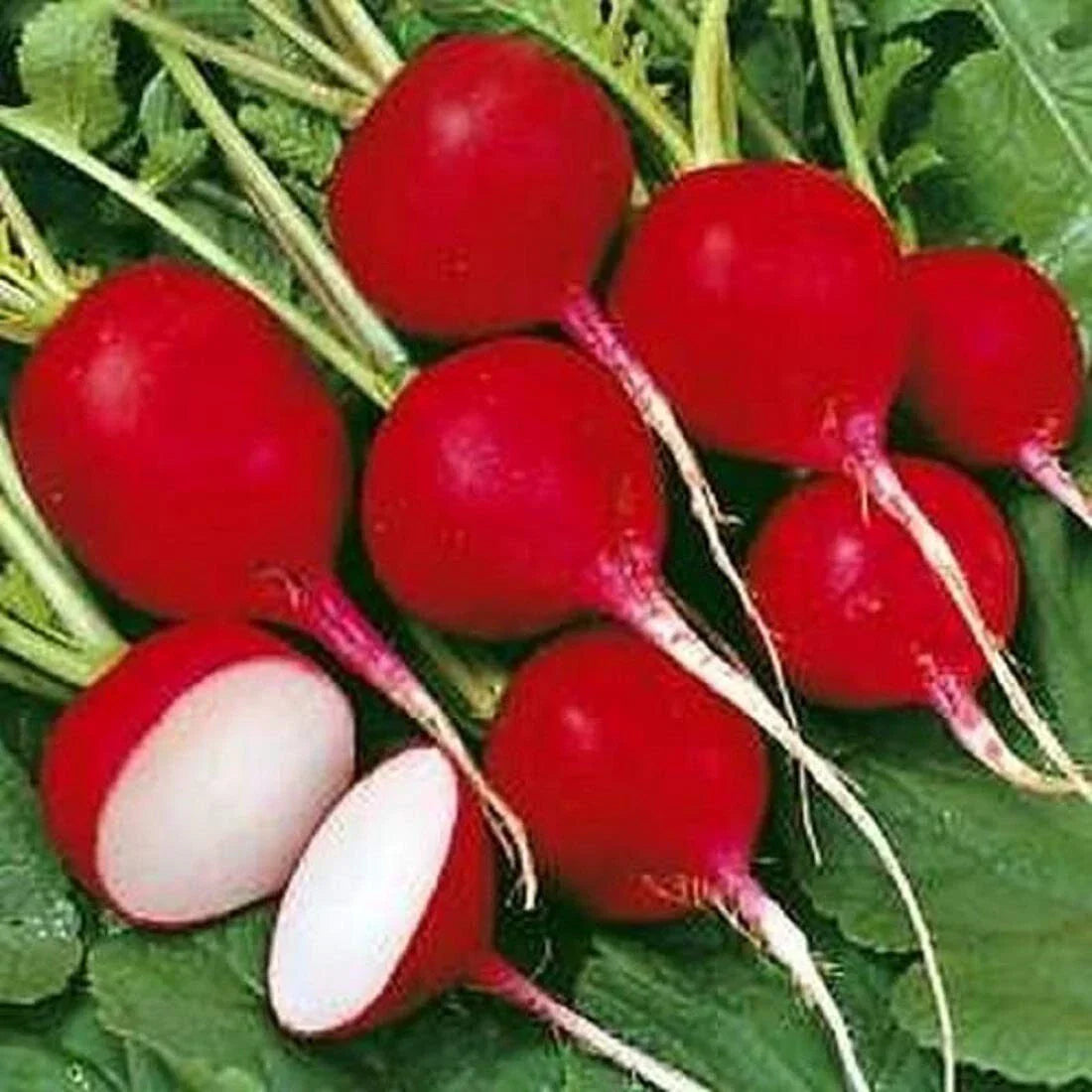 Cherry Belle Radish Seeds - Organic Non-GMO Heirloom Raphanus sativus, 600 Pack, Fast-Growing, Salad Radishes for Home Garden