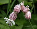 Bladder Campion Seeds - 50 Pack - Silene vulgaris - Perennial Wildflower for Gardens and Pollinator Attraction