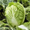 Yong Chinese Napa Cabbage Seeds – 500+ Non-GMO Brassica rapa subsp. pekinensis Vegetable Seeds for Home Gardening and Farming