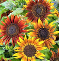 Mardi Gras Sunflower Seeds - 50+ Helianthus annuus Bright Colorful Tall Variety for Gardens & Cut Flowers