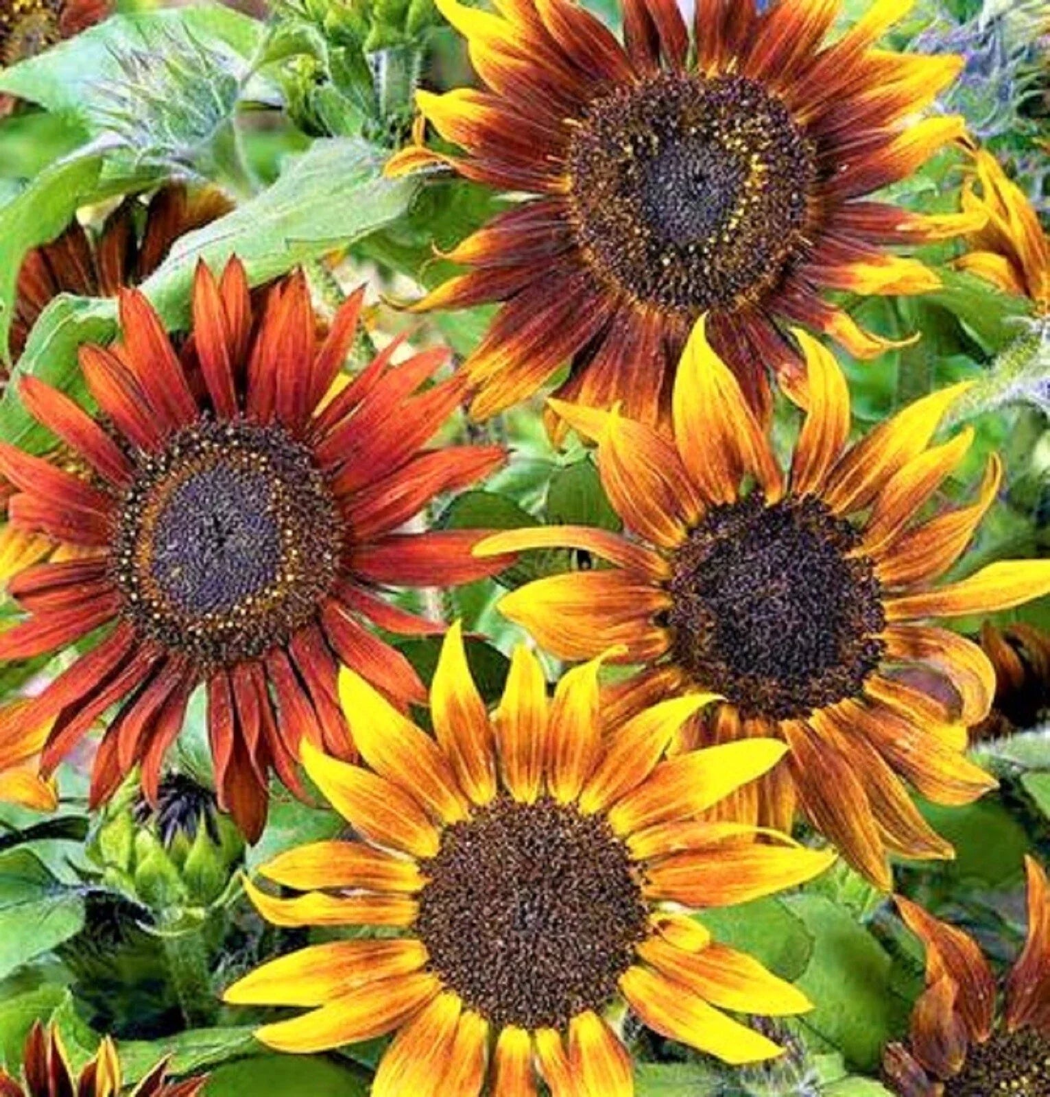 Mardi Gras Sunflower Seeds - 50+ Helianthus annuus Bright Colorful Tall Variety for Gardens & Cut Flowers