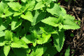Catnip Seeds 1000 Count - Organic Nepeta cataria Herb for Cats & Gardens - Perennial, Easy to Grow