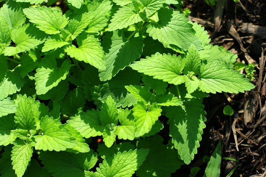 Catnip Seeds 1000 Count - Organic Nepeta cataria Herb for Cats & Gardens - Perennial, Easy to Grow