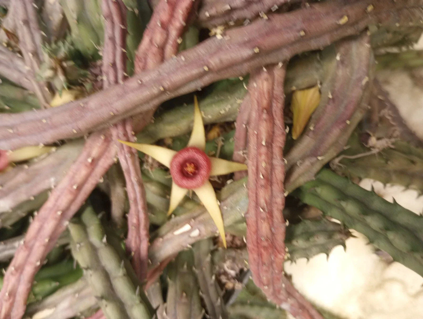 Unrooted Huernia procumbens Succulent Cuttings – Starfish Flower, Low-Growing, Easy Propagation, Indoor & Outdoor Plant