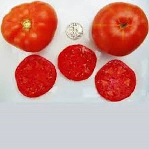 Trophy Seeds - 25 Fresh Assorted Varieties for Gardening - Trophyus viridis Asteraceae Planting Seeds