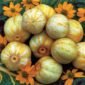 Lemon Cucumber Seeds 1/4 lb Heirloom Pickling Variety Cucumis sativus Non-GMO for Canning & Salad