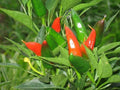 Mirasol Chile Pepper Seeds, Capsicum annuum, New Mexico NUMEX Variety, Medium Heat, Ornamental Fruits, Peruvian Cuisine