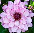 Perennial Dahlia Flower Seeds 20PCS - Vibrant Dahlia pinnata Garden Plant Seeds for Bright Blooms