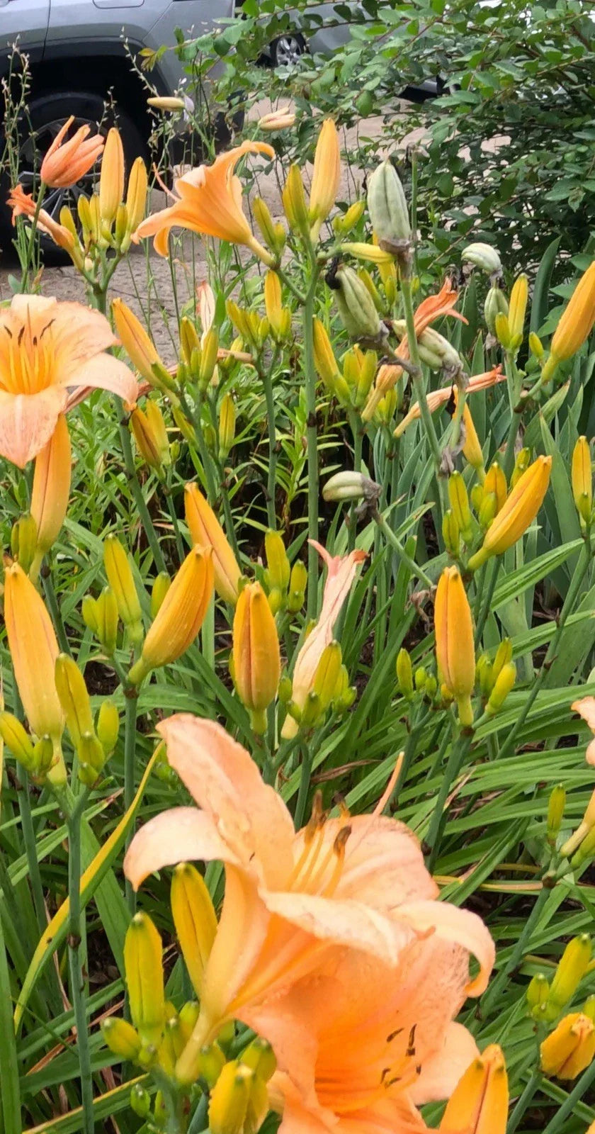 Daylily Plants - 10 Bulbs - Vibrant Colorful Perennials - Hemerocallis for Garden Borders and Flower Beds