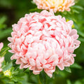 Peony Seeds Duchess Apricot Non-GMO Paeonia for Garden, Cut Flowers, Perennial