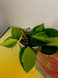 Philodendron Brazil Live Plant in 3-Inch Pot, Variegated Green and Cream Foliage, Philodendron hederaceum