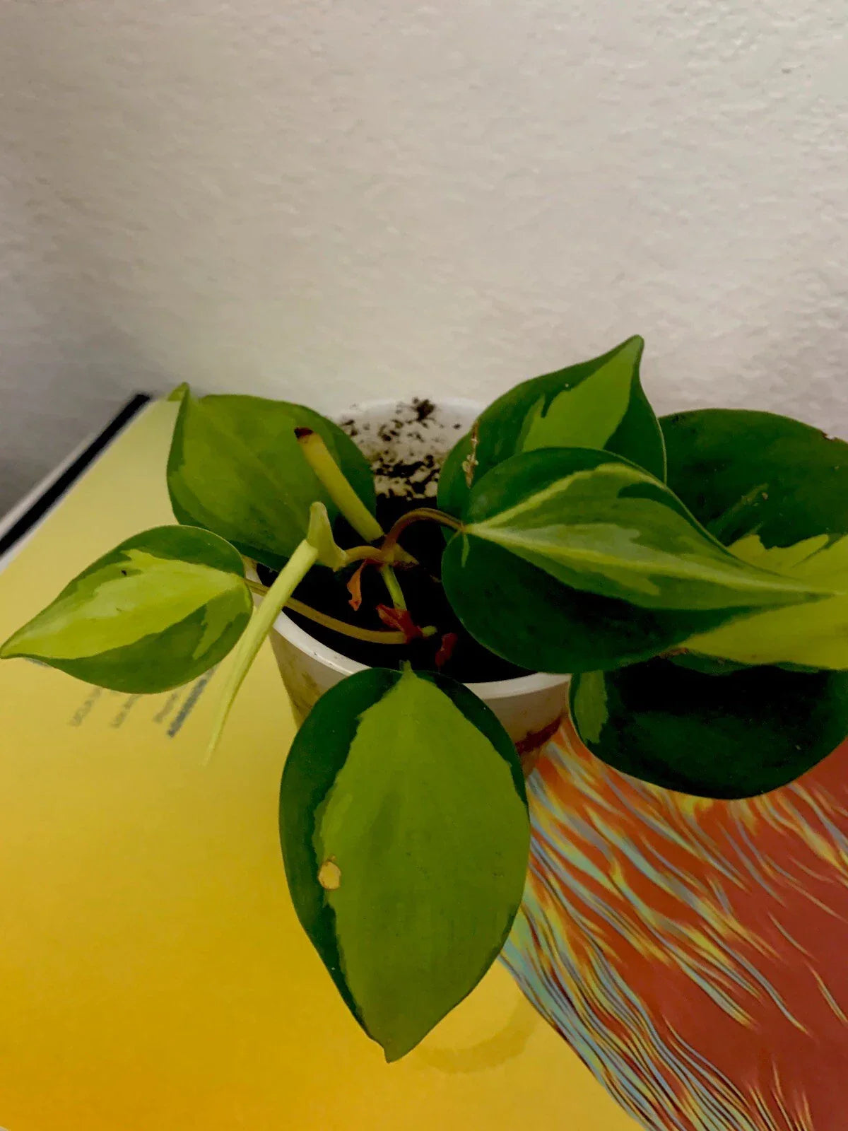 Philodendron Brazil Live Plant in 3-Inch Pot, Variegated Green and Cream Foliage, Philodendron hederaceum
