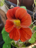 Nasturtium Live Plant - Edible Flowers, Colorful Varieties, Tropaeolum majus, Well-Rooted, Annual Flowering Plant