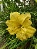 Buttercup Yellow Double Bloom Daylily Plants - Cold Hardy Perennial - Hemerocallis 'Buttercup Yellow' - Zones 3-9